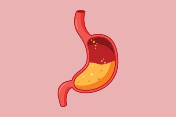 Human Stomach Anatomy & Digestive Fluids